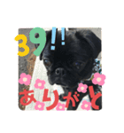 黒パグ飴ちゃんの日常パート2（個別スタンプ：3）