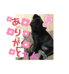 黒パグ飴ちゃんの日常パート2（個別スタンプ：4）