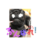 黒パグ飴ちゃんの日常パート2（個別スタンプ：6）