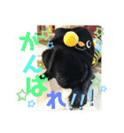 黒パグ飴ちゃんの日常パート2（個別スタンプ：9）
