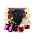 黒パグ飴ちゃんの日常パート2（個別スタンプ：10）