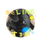 黒パグ飴ちゃんの日常パート2（個別スタンプ：11）
