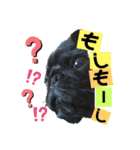 黒パグ飴ちゃんの日常パート2（個別スタンプ：13）