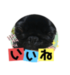 黒パグ飴ちゃんの日常パート2（個別スタンプ：15）