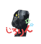 黒パグ飴ちゃんの日常パート2（個別スタンプ：16）