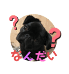 黒パグ飴ちゃんの日常パート2（個別スタンプ：19）