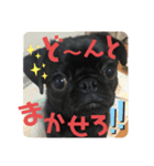黒パグ飴ちゃんの日常パート2（個別スタンプ：20）