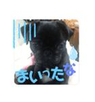 黒パグ飴ちゃんの日常パート2（個別スタンプ：21）