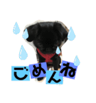 黒パグ飴ちゃんの日常パート2（個別スタンプ：24）