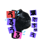 黒パグ飴ちゃんの日常パート2（個別スタンプ：25）