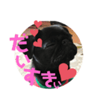黒パグ飴ちゃんの日常パート2（個別スタンプ：29）