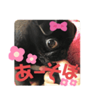 黒パグ飴ちゃんの日常パート2（個別スタンプ：31）