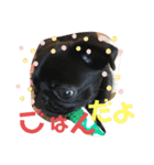 黒パグ飴ちゃんの日常パート2（個別スタンプ：34）
