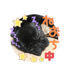 黒パグ飴ちゃんの日常パート2（個別スタンプ：36）