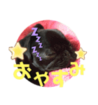 黒パグ飴ちゃんの日常パート2（個別スタンプ：37）