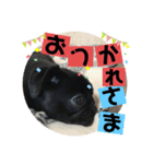 黒パグ飴ちゃんの日常パート2（個別スタンプ：39）