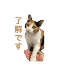 しょちょさんですか！？（個別スタンプ：10）