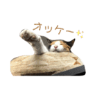 しょちょさんですか！？（個別スタンプ：11）
