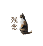 しょちょさんですか！？（個別スタンプ：12）