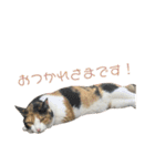 しょちょさんですか！？（個別スタンプ：14）