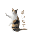 しょちょさんですか！？（個別スタンプ：15）