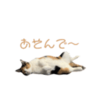 しょちょさんですか！？（個別スタンプ：18）