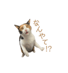 しょちょさんですか！？（個別スタンプ：23）