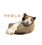 しょちょさんですか！？（個別スタンプ：24）