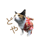 しょちょさんですか！？（個別スタンプ：27）