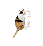 しょちょさんですか！？（個別スタンプ：34）