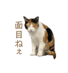 しょちょさんですか！？（個別スタンプ：36）