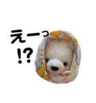 マルモくんたち④（個別スタンプ：13）