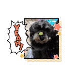 ラッキーのスタンプ1（個別スタンプ：4）