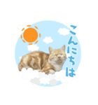 たいうにスタンプ（個別スタンプ：7）