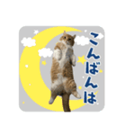 たいうにスタンプ（個別スタンプ：8）
