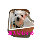 みょーれちゅ（個別スタンプ：1）
