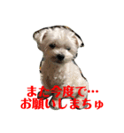 みょーれちゅ（個別スタンプ：11）
