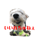 みょーれちゅ（個別スタンプ：12）