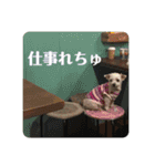 みょーれちゅ（個別スタンプ：13）