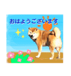柴犬ぎんのスタンプ4（個別スタンプ：1）