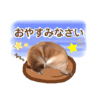 柴犬ぎんのスタンプ4（個別スタンプ：2）