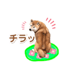 柴犬ぎんのスタンプ4（個別スタンプ：3）