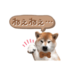柴犬ぎんのスタンプ4（個別スタンプ：4）