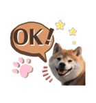 柴犬ぎんのスタンプ4（個別スタンプ：5）