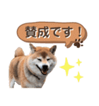 柴犬ぎんのスタンプ4（個別スタンプ：6）