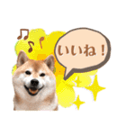 柴犬ぎんのスタンプ4（個別スタンプ：7）