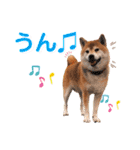 柴犬ぎんのスタンプ4（個別スタンプ：9）