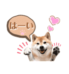 柴犬ぎんのスタンプ4（個別スタンプ：10）