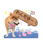 柴犬ぎんのスタンプ4（個別スタンプ：12）