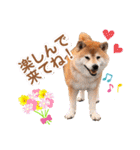 柴犬ぎんのスタンプ4（個別スタンプ：14）